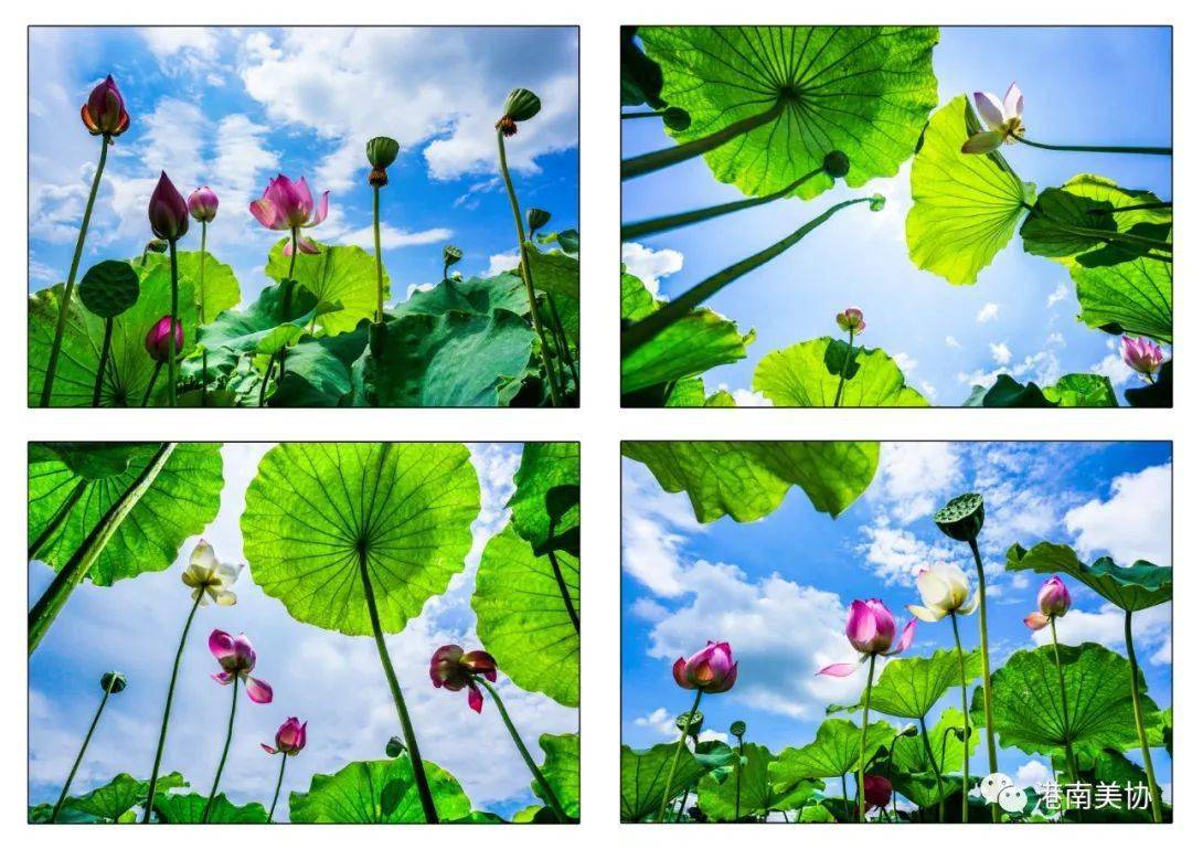 清荷物语2020年港南区荷主题摄影作品展