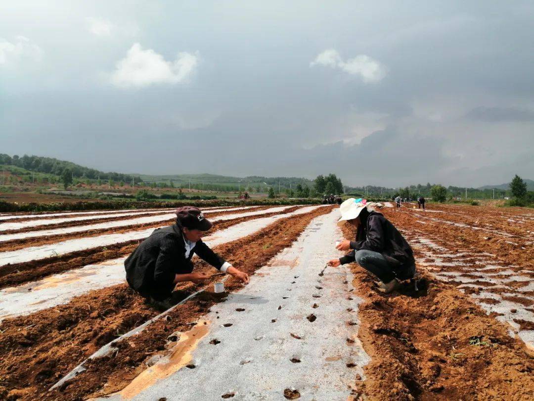 丰收无止境五里岗街道第二季白萝卜开始播种