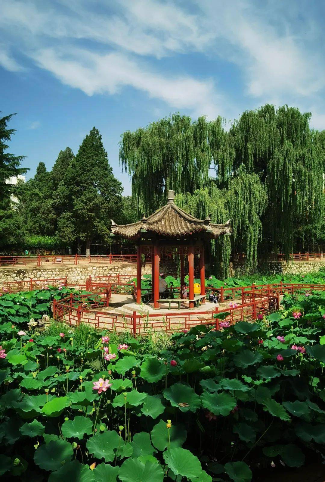 古城荷花哪里寻,八处荷香等你来