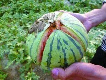 如山楂施用乙烯利不当引起落果,落叶.