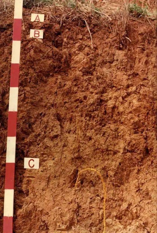 土层较厚,质地比较粘重,表层有机质含量较90,呈微酸性;棕壤褐土