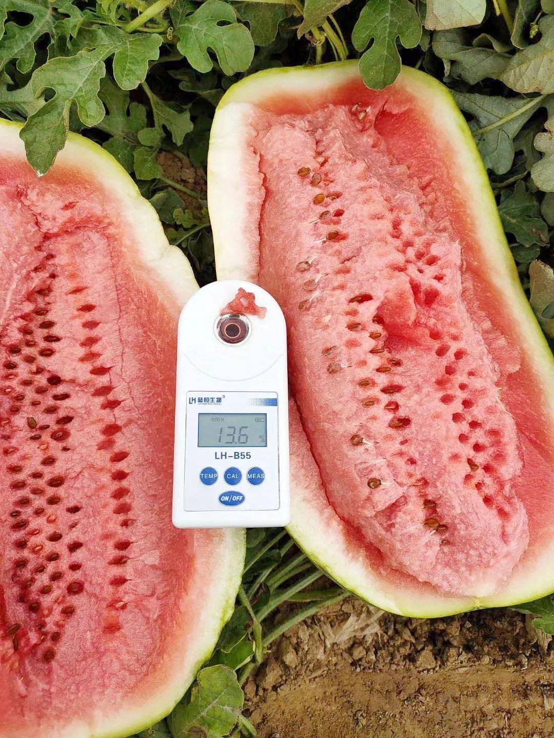 新疆石缝瓜基地合作新锦江超市基地直采团队与尤以昌吉的西瓜最为有名