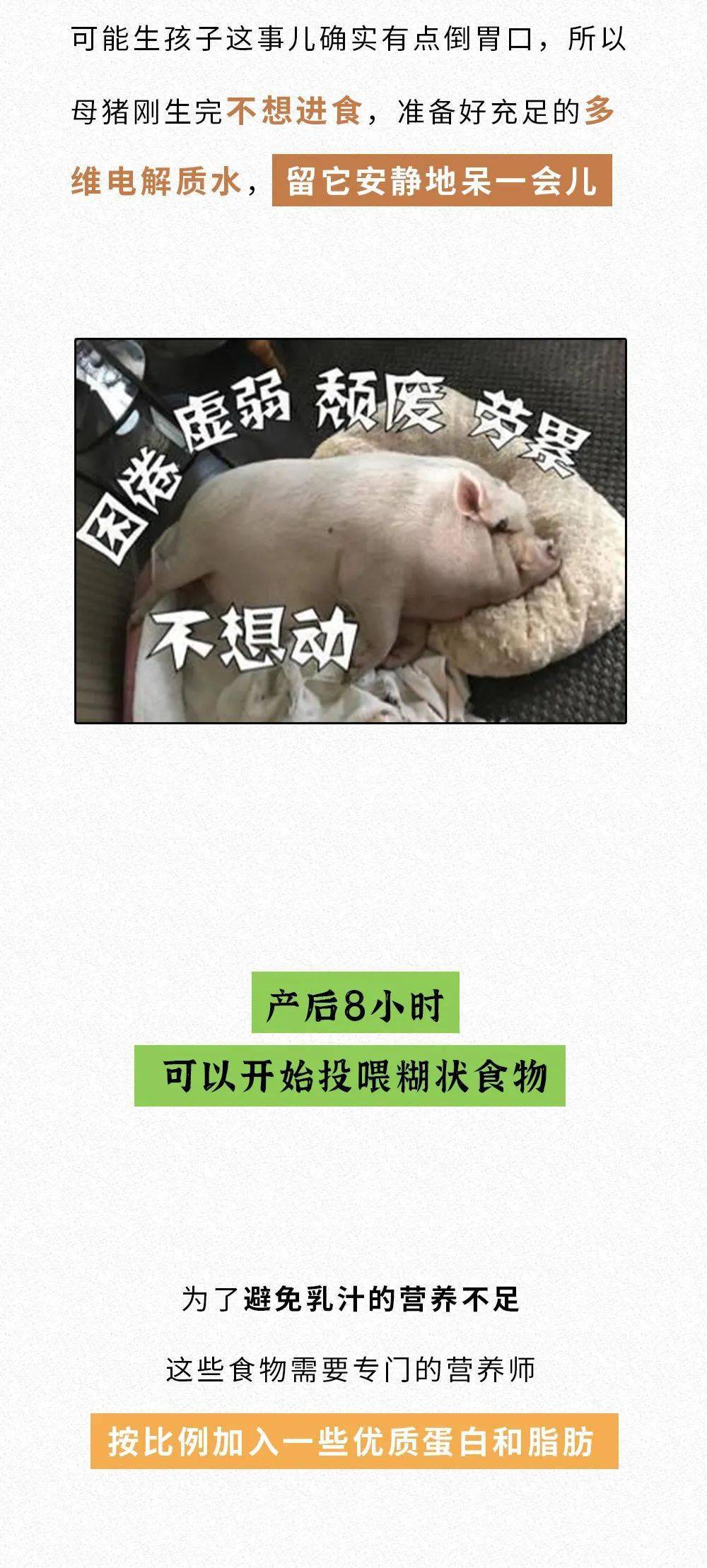 進來學母豬的產後護理哈哈哈哈哈哈哈