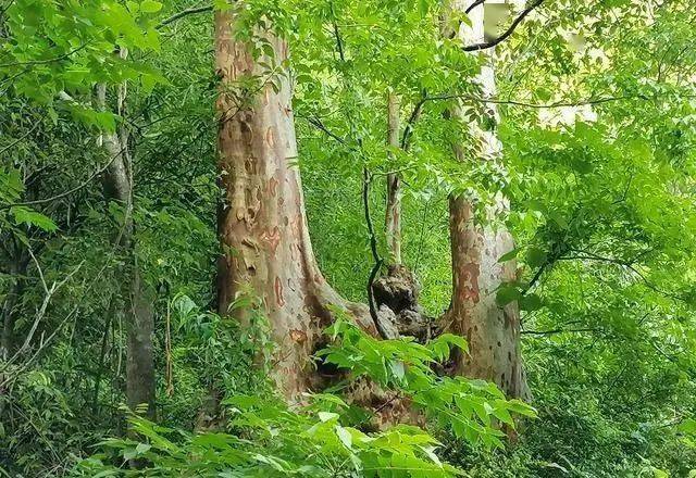平利县广木河村的这棵千年紫薇树观赏价值太高了