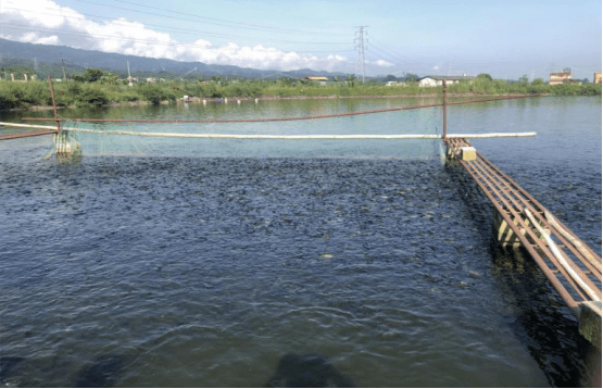 郭永平养鱼户清塘前