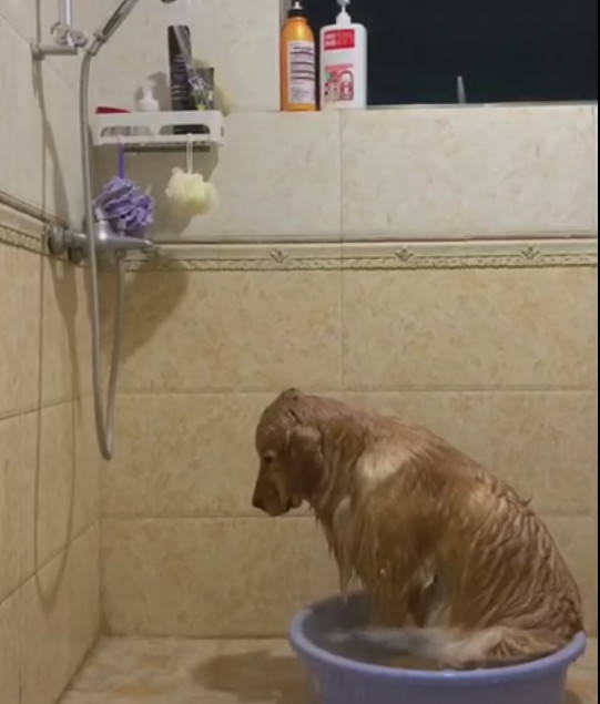 原创主人拍下了自家金毛洗澡的样子,网友:这一看就是条有故事的狗!
