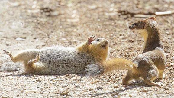 树林里老鼠在吃东西非常惬意黄鼠狼跑上去就咬