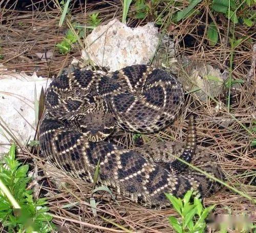 有着响尾蛇导弹之称的菱斑响尾蛇在野外小心他的死亡警钟