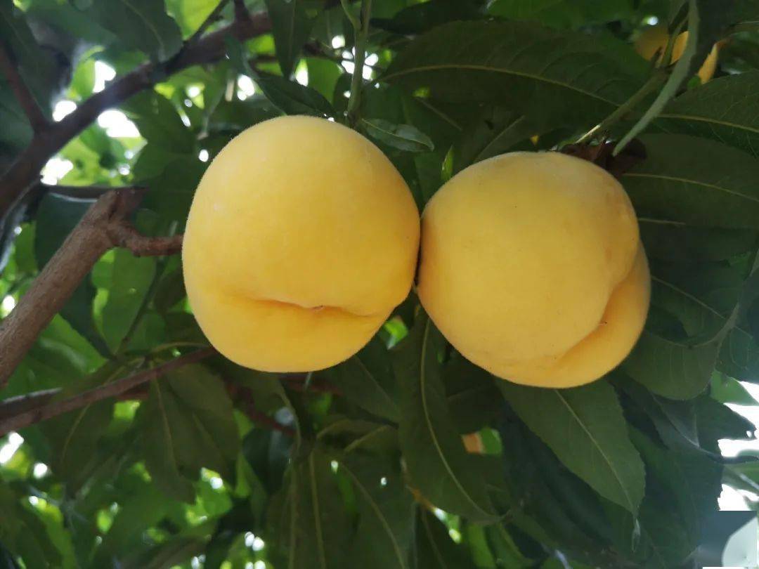 吃过锦香黄桃,其他桃子都会变成将就~ 果面还带着少女般细细的绒毛,小