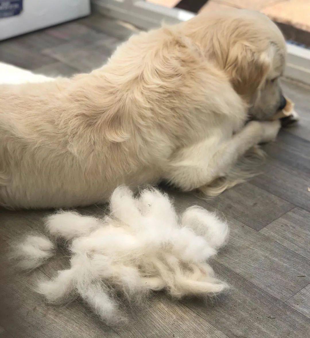 萌宠趣闻 | 狗子掉毛逼疯爱干净的你?有经验的铲屎官教你来应对