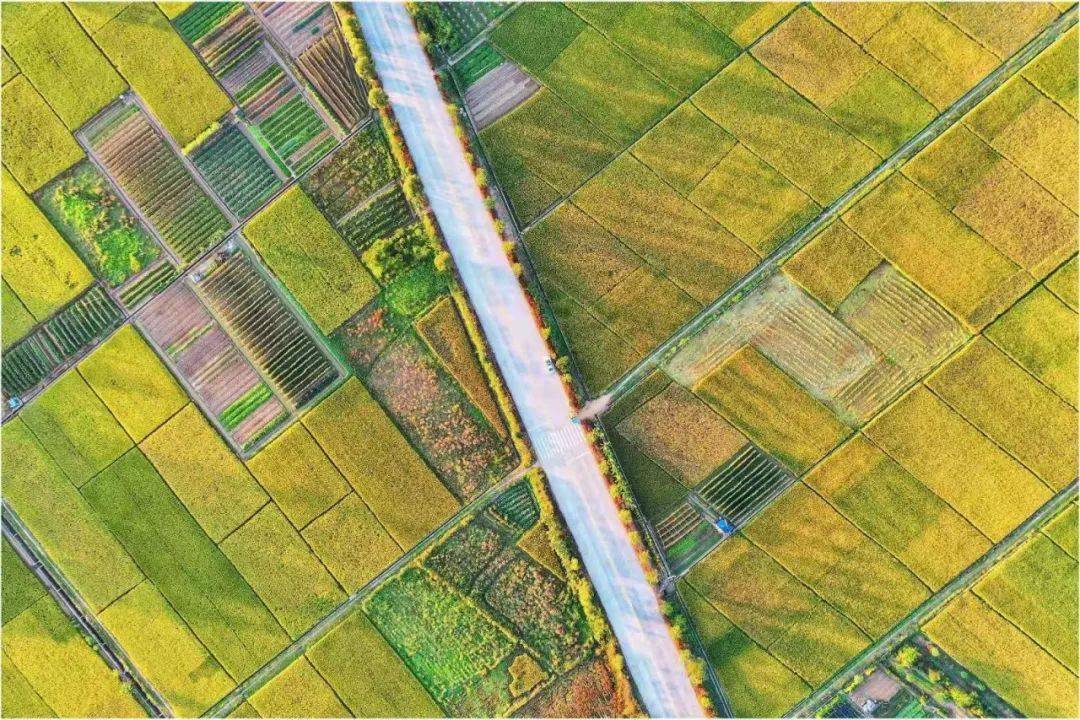 一道绚烂又迷人的风景金黄的方块组合成了高空鸟瞰,大地如画肇庆几何