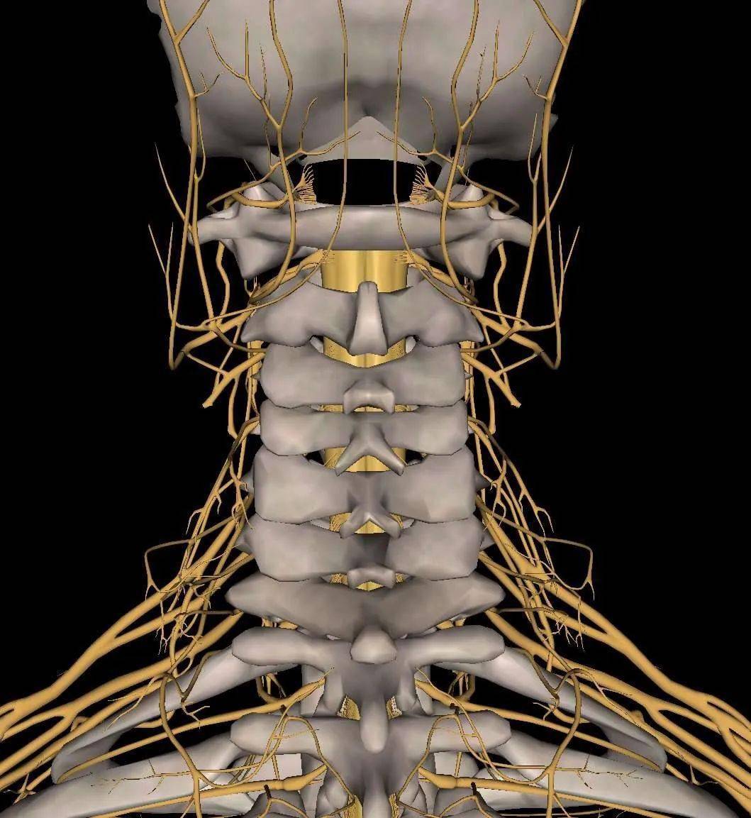 我院救治一位颈部脊髓损伤患者