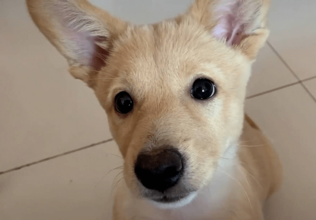 有金毛基因的混血儿,个个都是盛世美颜,直到看到它