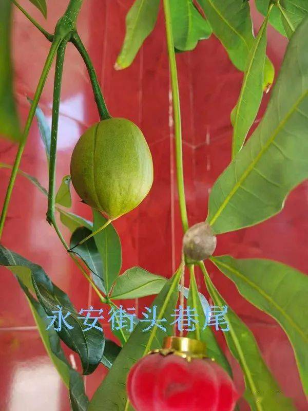 曝料永安一微友家发财树结出柠檬样果实很多人表示没见过