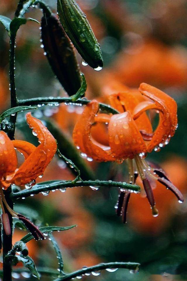 别样的情愫令人无限遐想,只有把百合花在雨中最美的瞬间,定格在镜头中