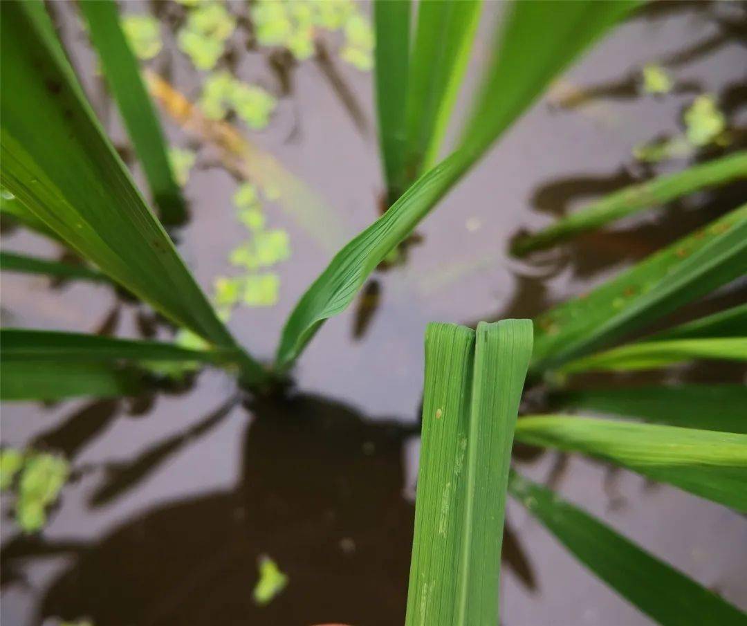 它来了!它脚踏梅雨飞来了!农民朋友务必及时做好防控