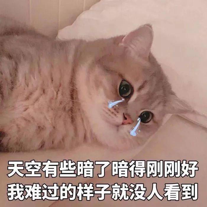猫猫表情包第13期丨"大家好我是鳌拜的弟弟,熬夜"