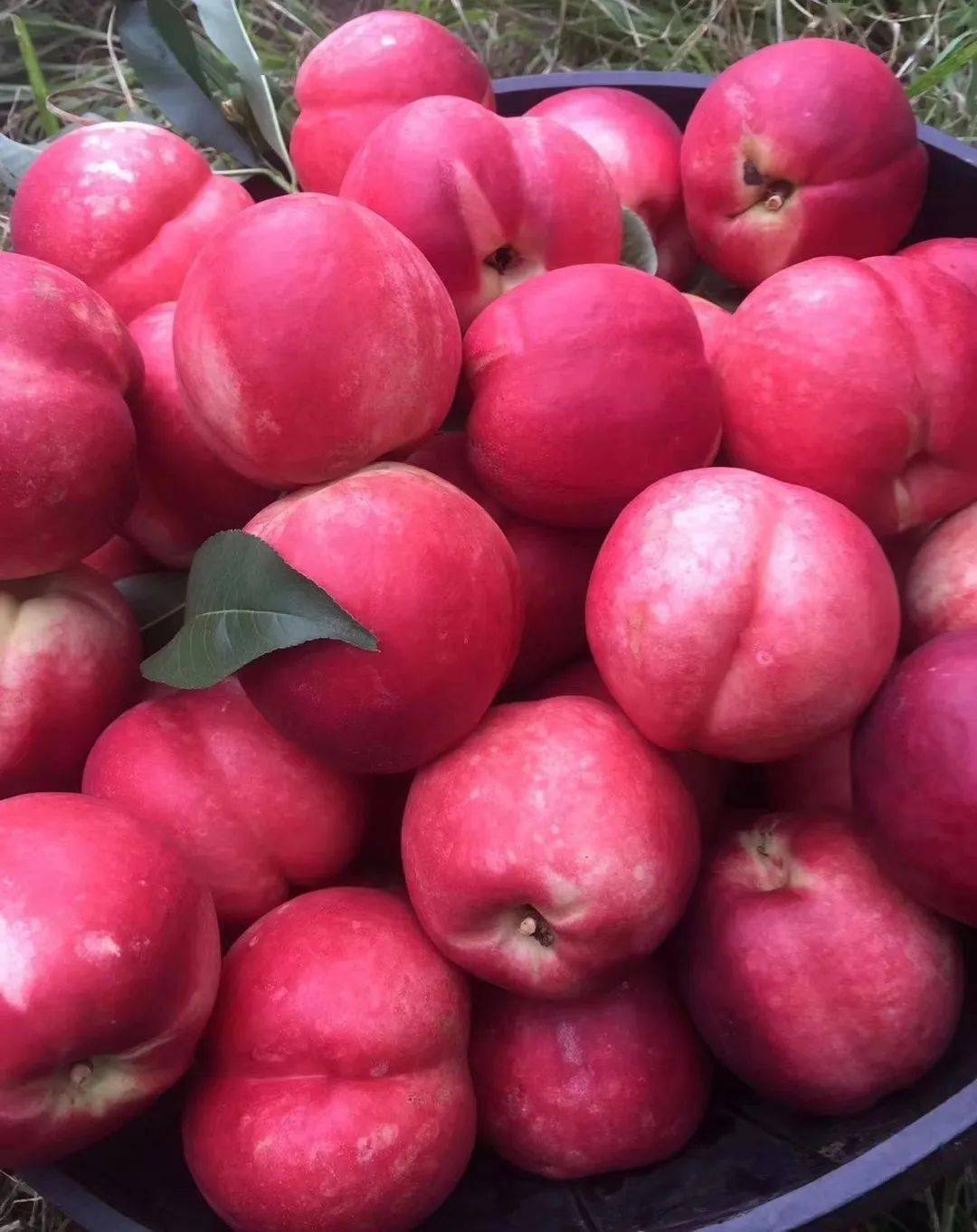 图文峪口胡营桃子醉河套树上果肉甜