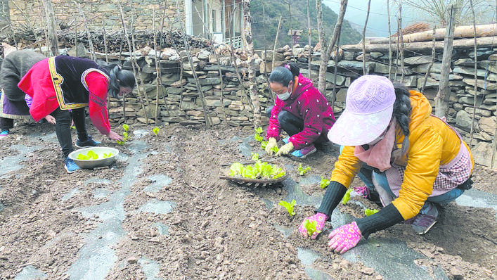 董马村依托良好的植被资源和10000余亩天然成片的杜鹃花(当地人称"