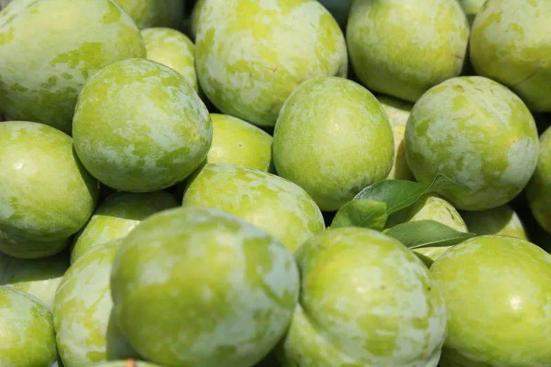 宁远"九嶷香奈"成了"香饽饽"