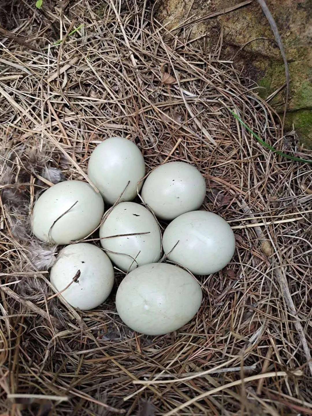 野鸡蛋孵化13天图片图片