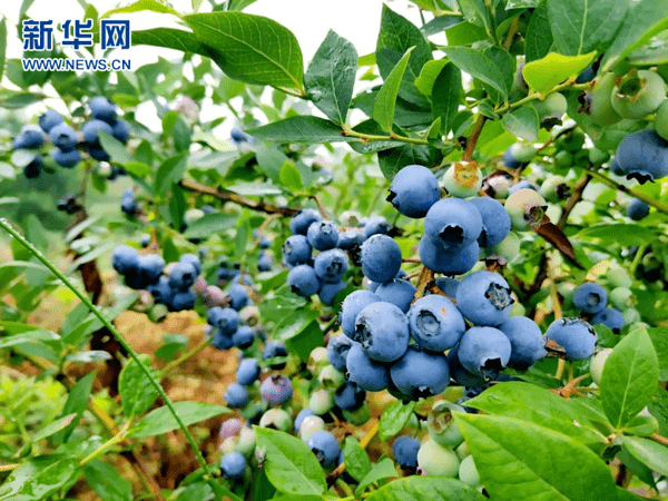 果园里的蓝莓