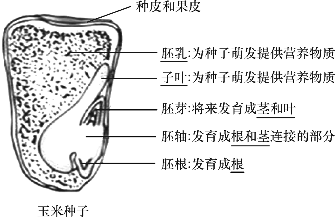 必备的初中生物结构图你都学会了吗