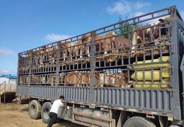 牛贩子贩牛流程及收牛技巧