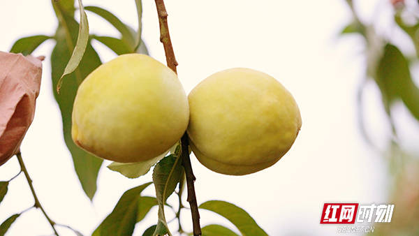 炎陵,地处罗霄山脉中段,由于海拔高,昼夜温差大,水资源丰富,这里的