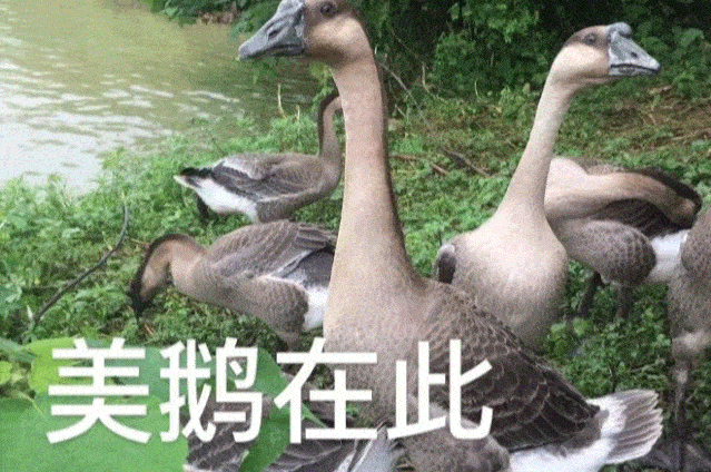 哪里的烧鹅好吃到让你笑出鹅叫走上山吃鹅去