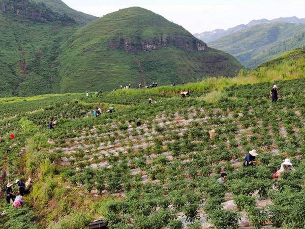 晴隆县鸡场镇:千亩辣椒喜获丰收 "致富快车"跑出加速度