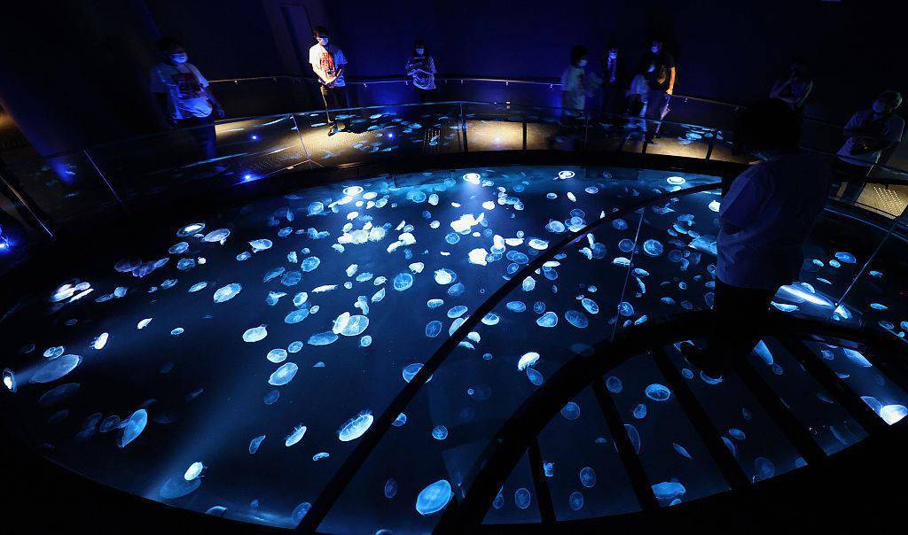 东京墨田水族馆现地下水族箱 展示梦幻水母世界