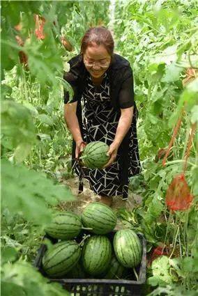 百里杜鹃管理区藤挂麒麟瓜瓜农乐开花