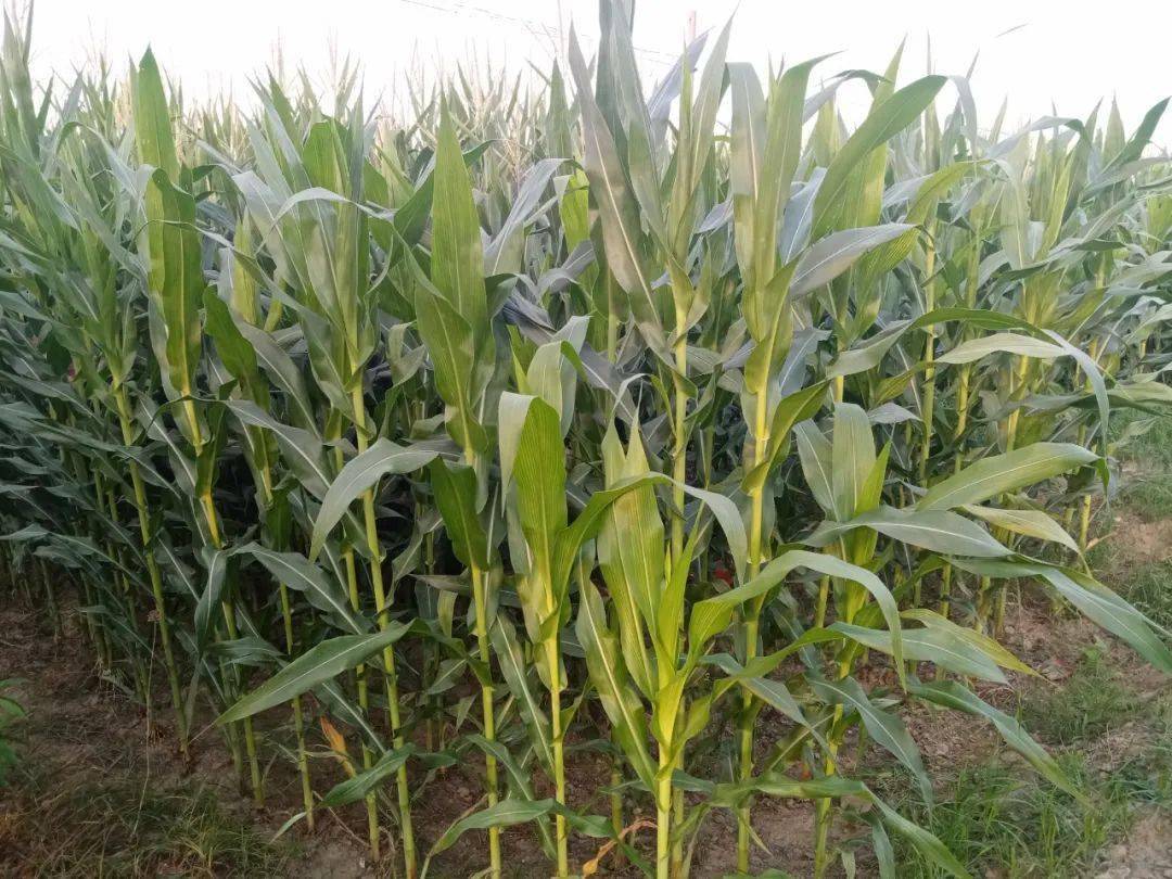 【自然日志】天年_苞谷