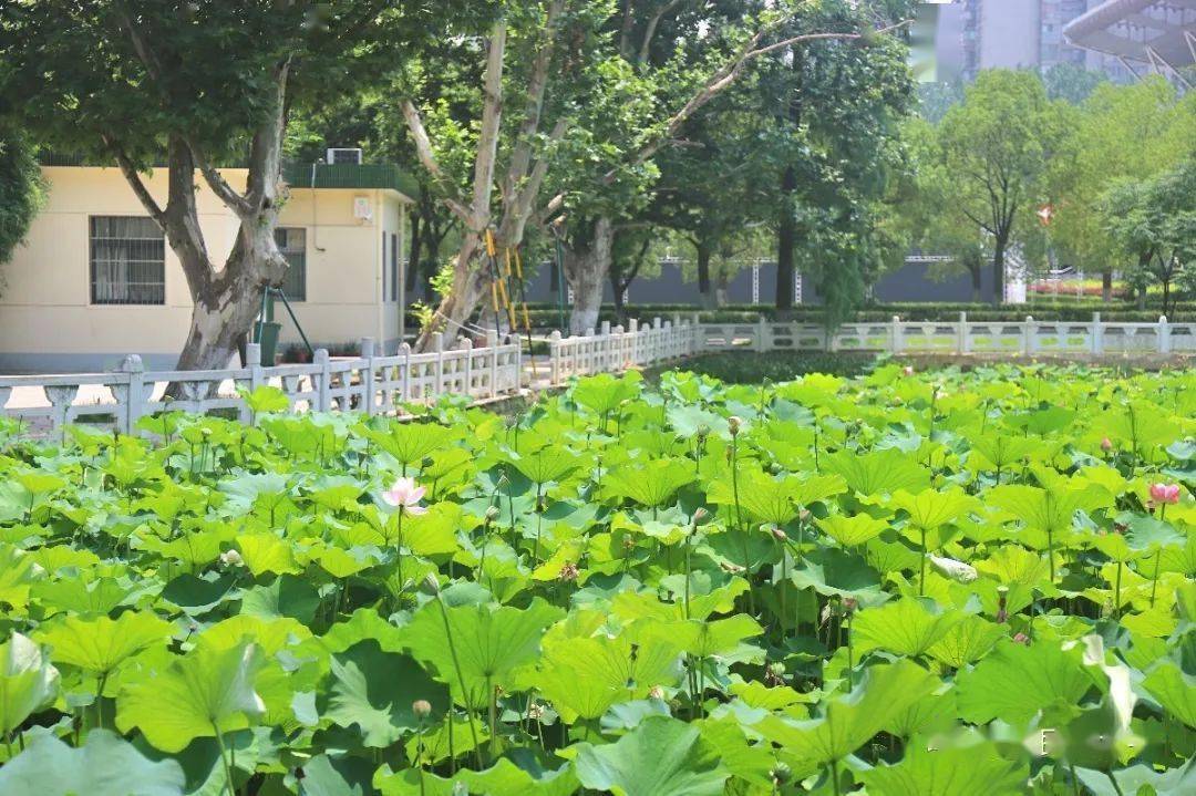 盛夏南湖畔,想与你看民大"荷"处最风光
