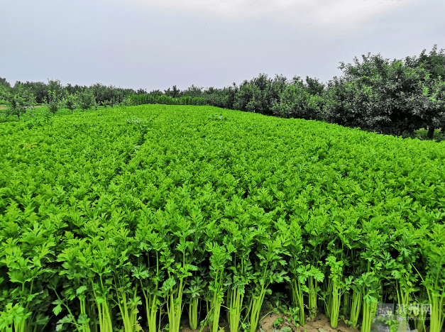 惠民县这个村"喝"黄河水的四季西芹大丰收 最高亩产22000斤