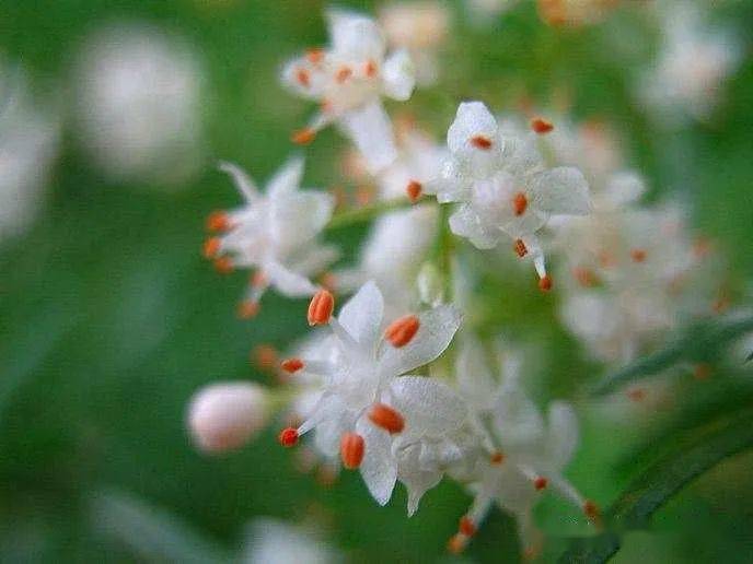 鸳鸯草|作者文美玲|朗诵润雨无声