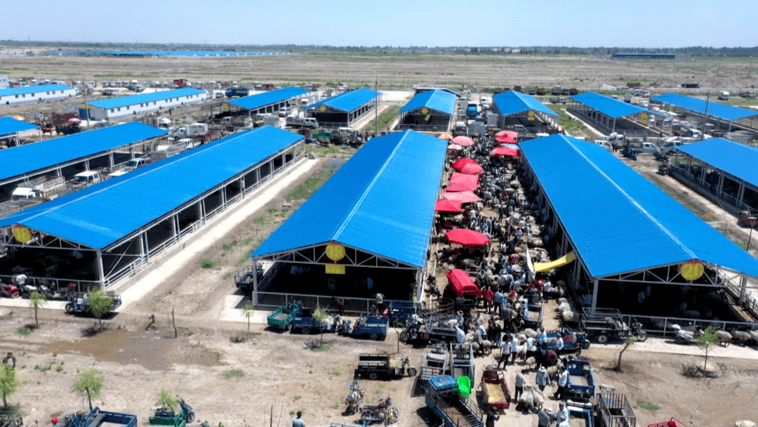 岳普湖县活畜交易市场持续火爆