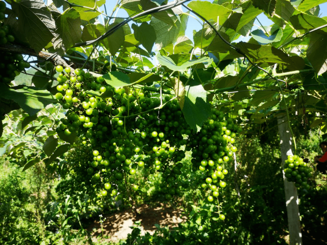 寨岗镇石径村种植的野葡萄上线啦烈日美味等你尝新