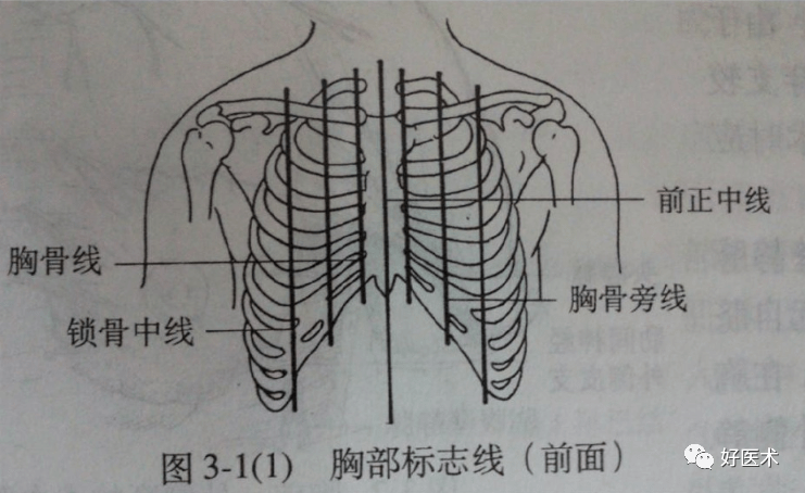 第8,9肋骨虽长,但借第7肋骨间接与胸骨相连而构成肋弓,弹性较大,不易