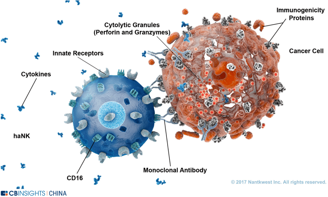 car-t颠覆者?nk细胞疗法全球主要玩家进展剖解