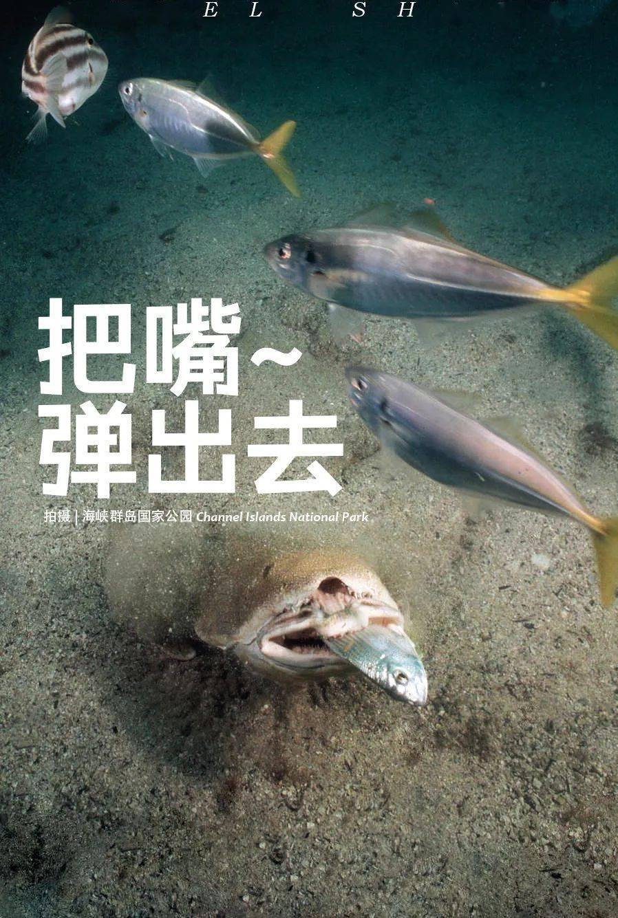 angel shark 从外貌这货能被归做鲨鱼就是个奇迹,没有鱼雷形状的身体