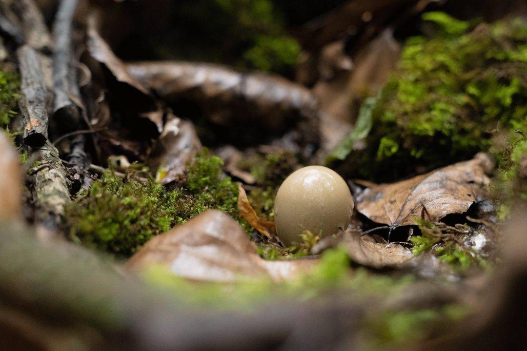 『 捡野鸡蛋  』