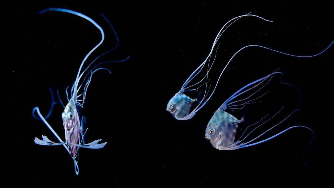 无奇的菜市场鱼类,你很难想象它们小时候美得多么难以置信_浮游生物