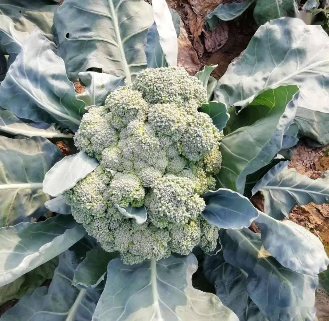 聚焦西兰花异常现象及防治措施
