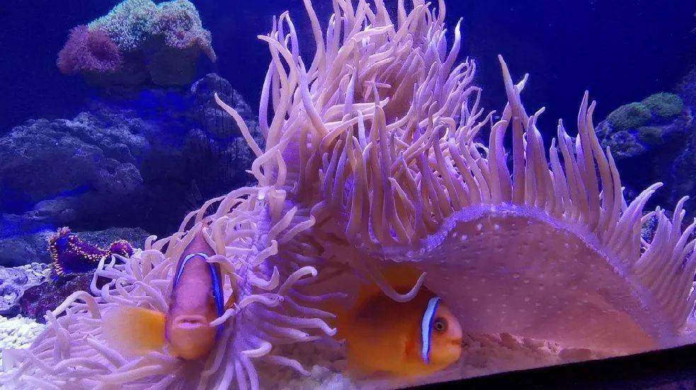 你见过像蝴蝶一样的鱼吗