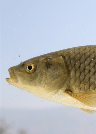 放流杞麓鲤保护杞麓湖土著鱼民