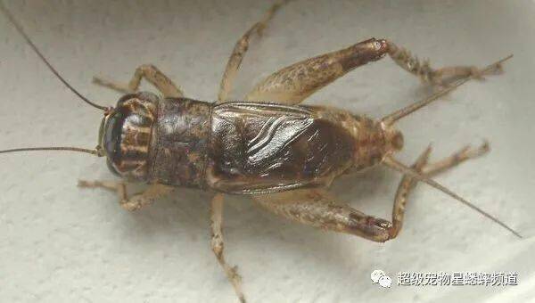 细节决定成败:虫季前浅论蟋蟀型色神