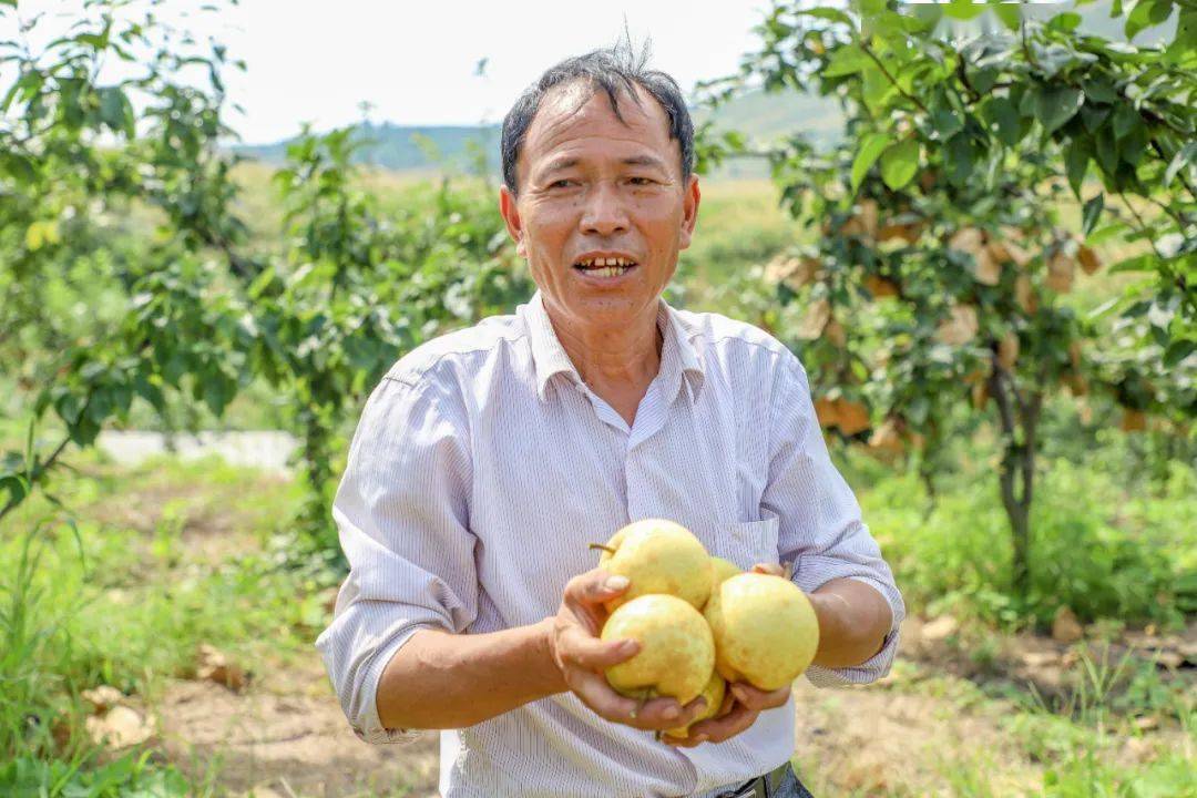 从贫困户到致富达人,看湘东"李叔"的华"梨"逆袭