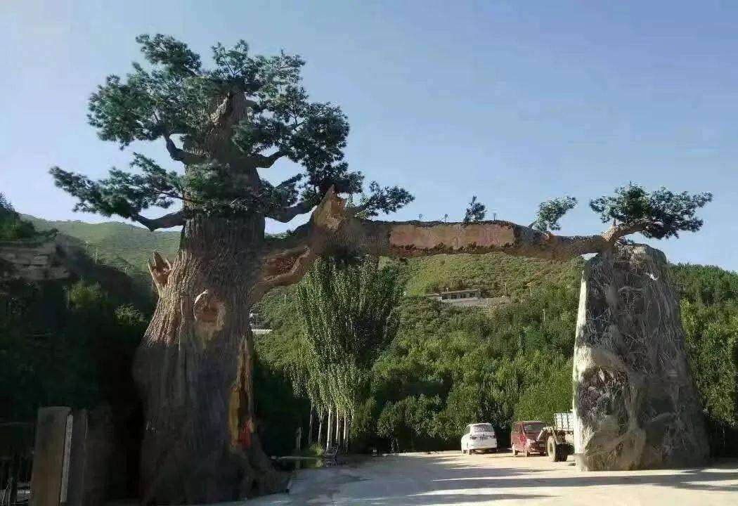 会宁铁木山带给你夏日不一样地美